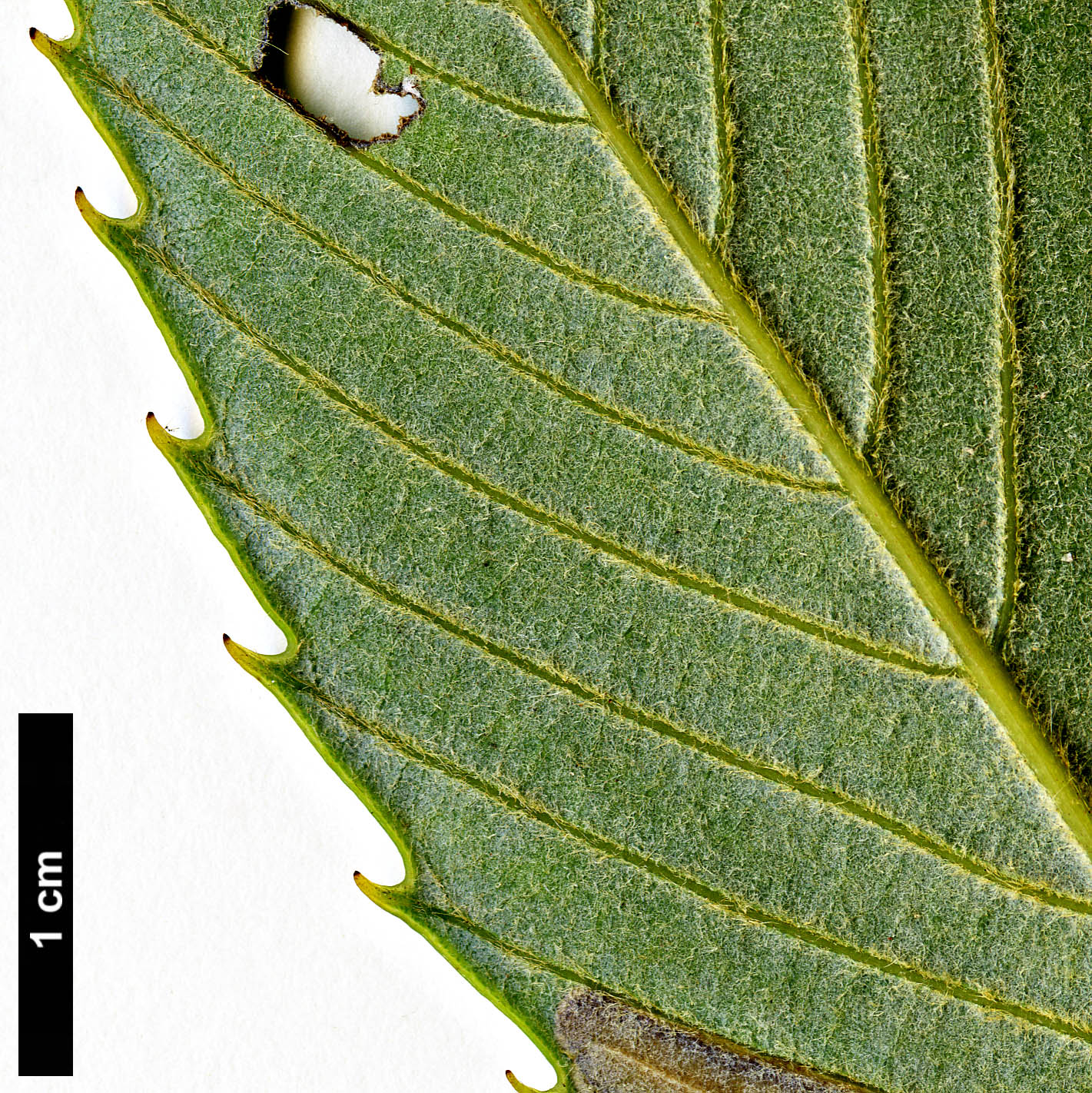 High resolution image: Family: Fagaceae - Genus: Quercus - Taxon: chrysocalyx 